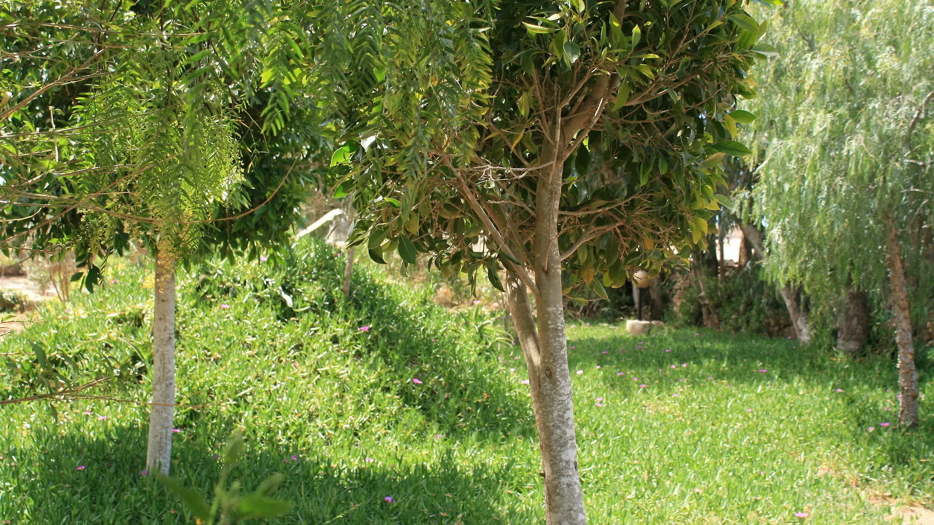 אסאוירה Riad Eucalyptus, Ethnic Hotel בית הארחה